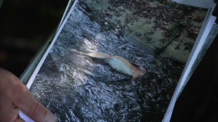 V siedmom nebi - mŕtva zver v potoku